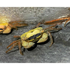 Metasesarma obesum var. Green (зелёный краб батик) — небольшой полусухопутный краб семейства Sesarmidae.