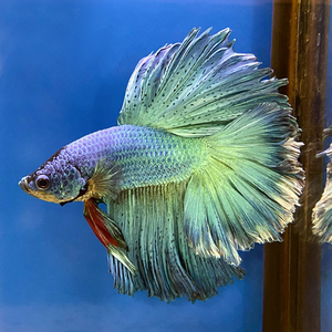 Петушок супердельта (Betta splendens «Super Delta») — селекционная форма сиамского петушка, отличающаяся особым строением хвостового плавника и яркой окраской.