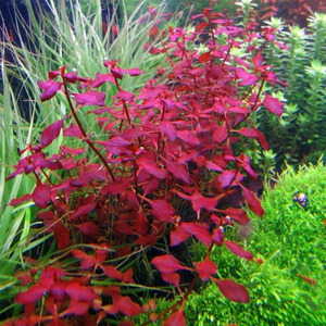 Людвигия мини супер ред (Ludwigia «Mini Super Red») — аквариумное растение, которое отличается яркой красной окраской листьев и компактной формой.