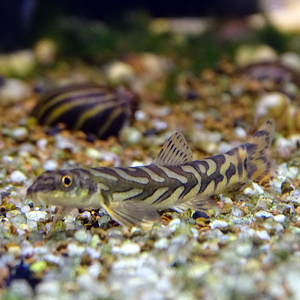 Mesonoemacheilus triangularis (вьюн Зодиак, Zodiac Loach) — пресноводная рыба из семейства Nemacheilidae (гольцовые).