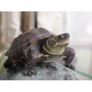 Mauremys reevesii (китайская трёхкилевая черепаха, черепаха Ривза) — вид черепах из семейства Geoemydidae.