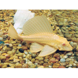 Плекостомус альбинос (Hypostomus plecostomus) — крупный представитель семейства Лорикариевых (Кольчужных) сомов.