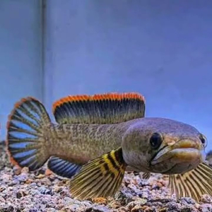 Channa limbata (также известный как карликовый змееголов или гранит-змееголов) — пресноводная рыба из рода змееголовов.