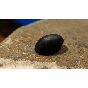 Улитка пресноводная красногубая (Nerritina sp.) — пресноводный брюхоногий моллюск из семейства Neritidae.