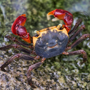Perisesarma bidens (красный клешневидный краб) — полуназемный вид из семейства Sesarmidae, известный своими яркими красными клешнями.