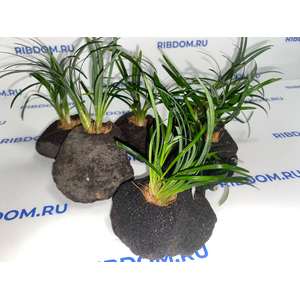 Растение на лаве ОФИОПОГОН ПУСИЛЛУС