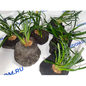 Растение на лаве ОФИОПОГОН ПУСИЛЛУС