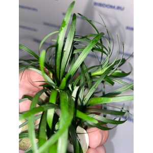 ОФИОПОГОН ПУСИЛЛУС - Ophiopogon pusillus