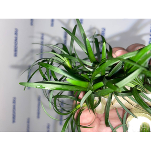 ОФИОПОГОН ПУСИЛЛУС - Ophiopogon pusillus