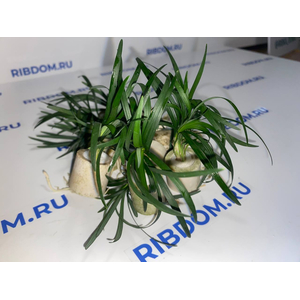 ОФИОПОГОН ПУСИЛЛУС - Ophiopogon pusillus