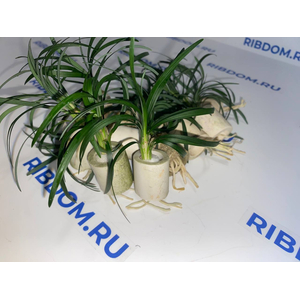 ОФИОПОГОН ПУСИЛЛУС - Ophiopogon pusillus