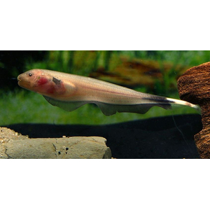 Нож Золотой Аптеронотус (Apteronotus albifrons goldy) — это разновидность рыбы-ножа, которая отличается от других видов Аптеронотусов окраской и некоторыми особенностями внешнего вида.