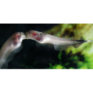 Нож Золотой Аптеронотус (Apteronotus albifrons goldy) — это разновидность рыбы-ножа, которая отличается от других видов Аптеронотусов окраской и некоторыми особенностями внешнего вида.