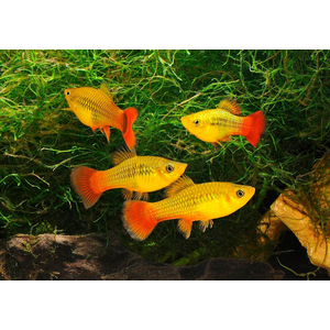 Пецилия Сансет (Platy Sunset, Xiphophorus maculatus) — селекционная форма пецилии, популярная среди аквариумистов благодаря яркой окраске, миролюбивому характеру и неприхотливости в уходе.
