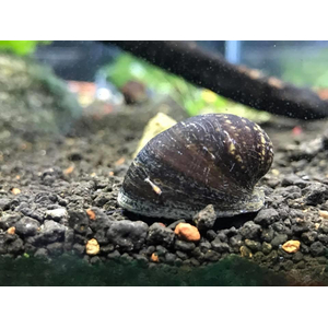 Улитка пресноводная красногубая (Nerritina sp.) — пресноводный брюхоногий моллюск из семейства Neritidae.