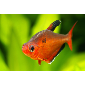 Hyphessobrycon sweglesi — вид тропических пресноводных лучепёрых рыб из семейства харациновых, известный как красный фантом (красный орнатус).