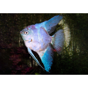Скалярия Параиба (Pterophyllum scalare Paraiba, Paraiba Angelfish) — селекционная форма скалярии Пинои, выведенная с использованием гена бесполосости в сочетании с двойным филиппинским голубым. Отличается необычным окрасом и грациозными движениями.