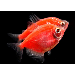 Тернеция гло красная (GloFish) — генетически модифицированная форма аквариумной рыбки тернеции (Gymnocorymbus ternetzi). Её отличительная особенность — способность к флуоресценции: под воздействием синего или ультрафиолетового освещения рыбки излучают свет.