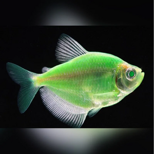Тернеция GloFish салатовая — генетически модифицированная форма тернеции (Gymnocorymbus ternetzi) с внедрённым флуоресцентным белковым геном из морских организмов (медуз или кораллов). Благодаря этому рыбки светятся в темноте или при ультрафиолетовом или синем освещении.