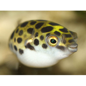 Tetraodon nigroviridis (зелёный тетраодон, Dichotomyctere nigroviridis) — солоноватоводная лучеперая рыба из семейства Иглобрюхие (Tetraodontidae).