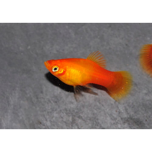 Пецилия Сансет (Platy Sunset, Xiphophorus maculatus) — селекционная форма пецилии, популярная среди аквариумистов благодаря яркой окраске, миролюбивому характеру и неприхотливости в уходе.