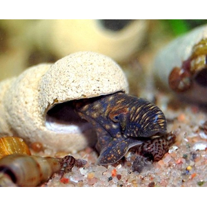 Tylomelania sp. Chocolate Poso Snail — это вид пресноводных улиток из рода Tylomelania, эндемичный для острова Сулавеси в Индонезии. В аквариумных условиях их также называют «шоколадными кроличьими улитками».