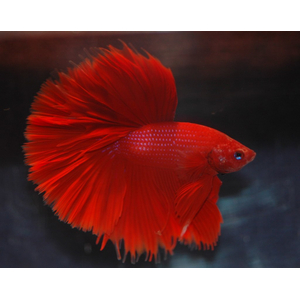 Петушок супердельта (Betta splendens «Super Delta») — селекционная форма сиамского петушка, отличающаяся особым строением хвостового плавника и яркой окраской.