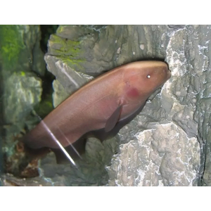 Нож Золотой Аптеронотус (Apteronotus albifrons goldy) — это разновидность рыбы-ножа, которая отличается от других видов Аптеронотусов окраской и некоторыми особенностями внешнего вида.