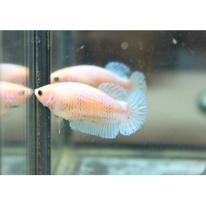 Курочка супердельта (Betta splendens «Super Delta») — селекционная форма сиамского петушка, отличающаяся особым строением хвостового плавника и яркой окраской.