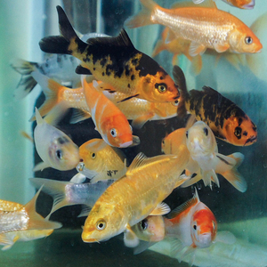 Карп кои (Cyprinus carpio haematopterus) — декоративная одомашненная форма амурского подвида сазана. Это результат многовековой селекции, в ходе которой были выведены разнообразные подвиды с уникальными окрасками и характеристиками.