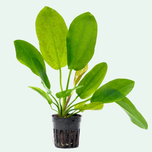 Растение на кочке ЭХИНОДОРУС ПИТОН