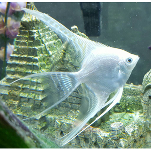 Скалярия бриллиантовая (Pterophyllum scalare diamond) — селекционная форма обыкновенной скалярии, отличающаяся особой красотой и особенностями внешнего вида.