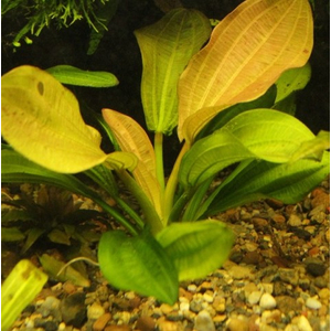 Эхинодорус аргентинский (Echinodorus argentinensis)