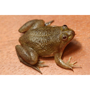 Occidozyga lima (индонезийская лягушка, Rough-skinned Floating Frog, Green Puddle Frog) — вид лягушек семейства Dicroglossidae.