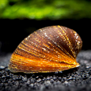 Улитка пресноводная красногубая (Nerritina sp.) — пресноводный брюхоногий моллюск из семейства Neritidae.