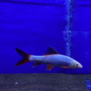 Лабео GLO синий (Labeo frenatus GloFish, также встречается название Epalzeorhynchos frenatus var. Blue) — генетически модифицированная аквариумная рыбка семейства карповых. Её отличительная особенность — яркая флуоресцентная окраска, которая сохраняется всю жизнь и становится ярче по мере взросления.