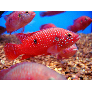 Хемихромис эксул (Rubricatochromis exsul, ранее — Hemichromis exsul) — пресноводная лучеперая рыбка из семейства Цихловые, известная как «красная жемчужина Африки» или «сокровище озера Туркана».