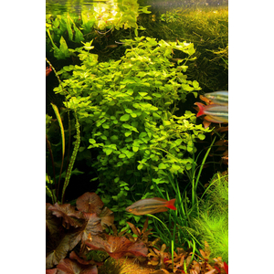 Bacopa australis (бакопа австралийская)

Отличительные особенности

Склонность стебля стелиться вдоль грунта. Это позволяет формировать пышные заросли или плотный зелёный ковёр.
Изменение окраски листьев. При ярком освещении листья могут приобретать розоватый или красноватый оттенок.
Хрупкость стеблей. Требует аккуратного обращения при пересадке и транспортировке.
Цветение. В благоприятных условиях на поверхности воды могут появляться белые четырёхлистные цветки.