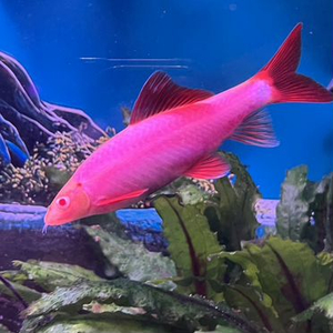Лабео «GLO Fish» фиолетовый (Labeo frenatus) — селекционная форма аквариумной рыбки из семейства карповых с флуоресцентной окраской. Получен путём искусственного внедрения в ДНК рыбок гена медуз и кораллов, производящего флуоресцентный белок, который придаёт рыбе яркие цвета.