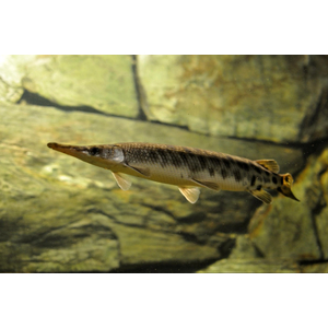 ПАНЦИРНАЯ ЩУКА ФЛОРИДСКАЯ -  (Lepisosteus platyrhincus)

Отличительная особенность породы

Главная особенность — прочная ганоидная чешуя, которая покрывает всё тело и напоминает броню. Она очень твёрдая, и в прошлом индейцы использовали её для изготовления наконечников стрел.
Ещё одна характерная черта — широкая морда и нижняя челюсть. При этом под нижней челюстью, в отличие от некоторых других видов панцирников, чешуя отсутствует.