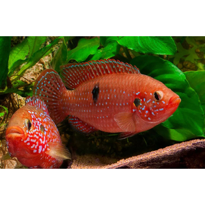 Хемихромис эксул (Rubricatochromis exsul, ранее — Hemichromis exsul) — пресноводная лучеперая рыбка из семейства Цихловые, известная как «красная жемчужина Африки» или «сокровище озера Туркана».