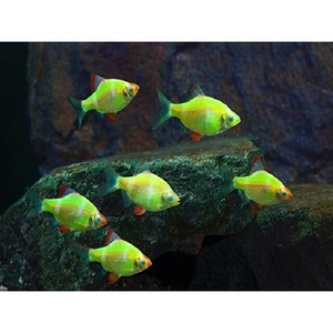 Барбус глофиш (GloFish) — генетически модифицированная форма суматранского барбуса (Puntius tetrazona), обладающая яркой флуоресцентной окраской. Эти рыбки светятся при искусственном или естественном освещении, особенно под лампами синего или ультрафиолетового спектра.