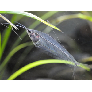 Kryptopterus bicirrhis (двуусый индийский стеклянный сомик, сом-призрак) — пресноводная лучепёрая рыба из семейства сомовых, обитающая в Юго-Восточной Азии.