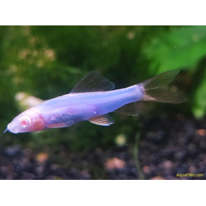 Лабео GLO синий (Labeo frenatus GloFish, также встречается название Epalzeorhynchos frenatus var. Blue) — генетически модифицированная аквариумная рыбка семейства карповых. Её отличительная особенность — яркая флуоресцентная окраска, которая сохраняется всю жизнь и становится ярче по мере взросления.