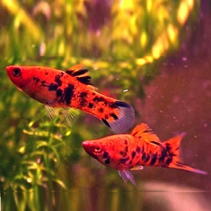 Меченосец тигровый (Xiphophorus hellerii var.) — селекционная форма меченосца Геллера (зелёного) и его ближайшего родственника — пецилии. Отличается характерным «тигровым» рисунком — хаотичным нагромождением тёмных пятен на теле, которые могут располагаться и на плавниках.