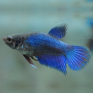 Курочка вуалевая (Veiltail Betta, Betta splendens) — селекционную форму бойцовых рыбок. Это одна из первых искусственно выведенных разновидностей петушков.