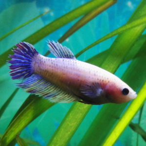 Курочка вуалевая (Veiltail Betta, Betta splendens) — селекционную форму бойцовых рыбок. Это одна из первых искусственно выведенных разновидностей петушков.