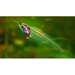 Kryptopterus bicirrhis (двуусый индийский стеклянный сомик, сом-призрак) — пресноводная лучепёрая рыба из семейства сомовых, обитающая в Юго-Восточной Азии.Kryptopterus bicirrhis (двуусый индийский стеклянный сомик, сом-призрак) — пресноводная лучепёрая рыба из семейства сомовых, обитающая в Юго-Восточной Азии.