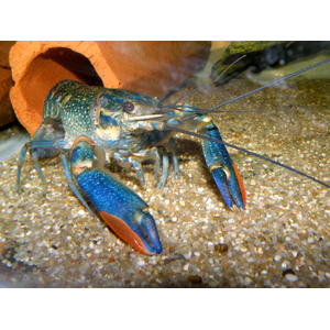 Австралийский красноклешневый рак (Cherax quadricarinatus) — пресноводное ракообразное из отряда десятиногих раков. Также известен как «рак Красный коготь».