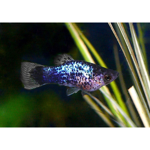 Пецилия калико голубая (Xiphophorus maculatus) — селекционная форма живородящей рыбки из семейства пецилиевых. Отличается яркой окраской с сочетанием голубого, чёрного и иногда красного цветов, а также характерным металлическим блеском.